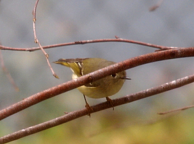 [The greenish bird with a yellowish belly is perched on a branch looking at the camera from under another branch which covers its crown. ]